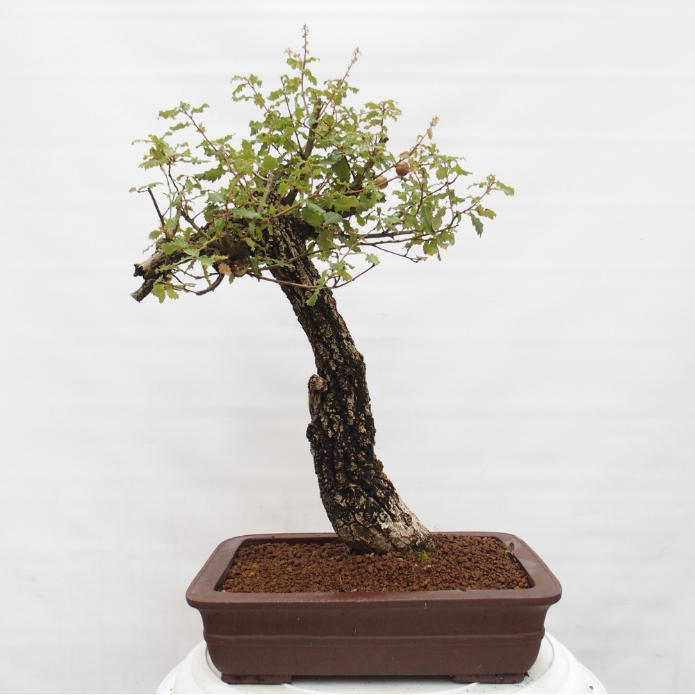 Yamadori - Quercus Ilex -Oakhulst