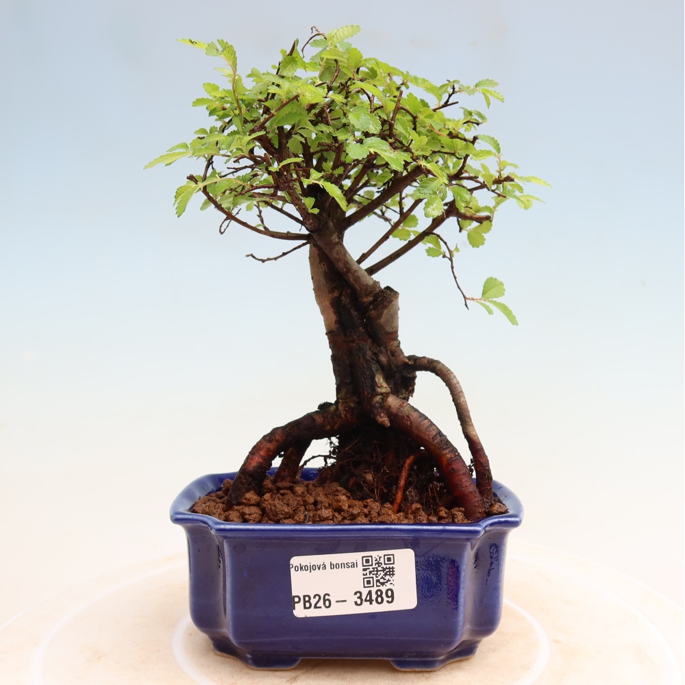 Kamerbonsai - Ulmus parvifolia - Winteriep
