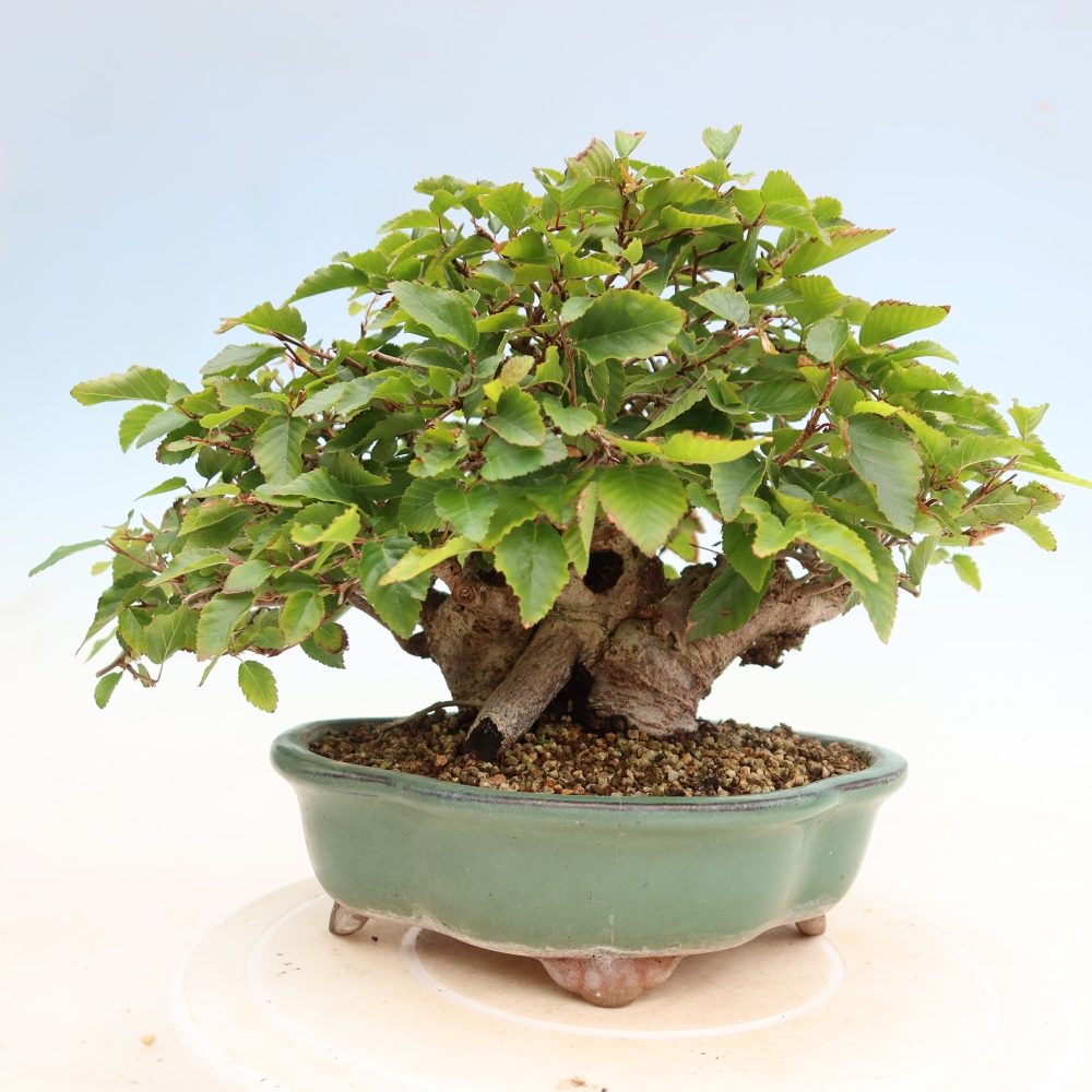 Bonsai voor buiten -Carpinus Coreana - Koreaanse haagbeuk
