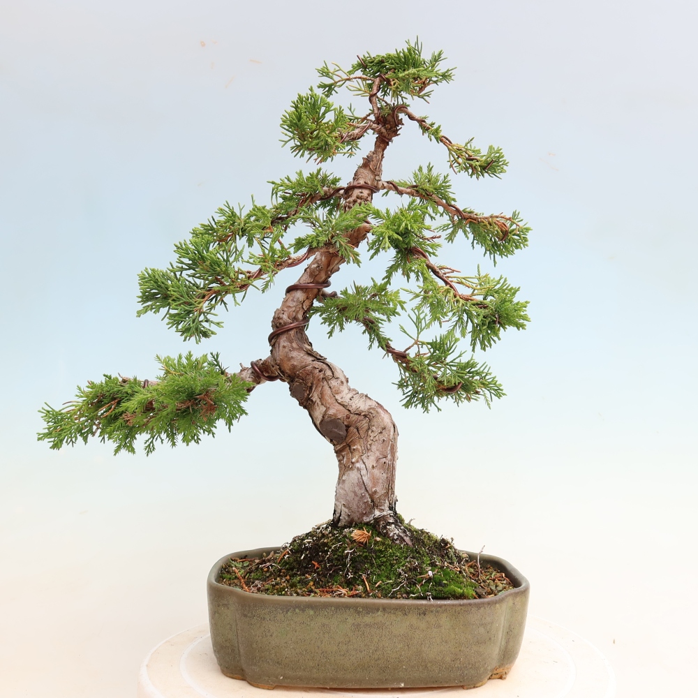Bonsai voor buiten - Juniperus chinensis Itoigawa-Juniperus chinensis