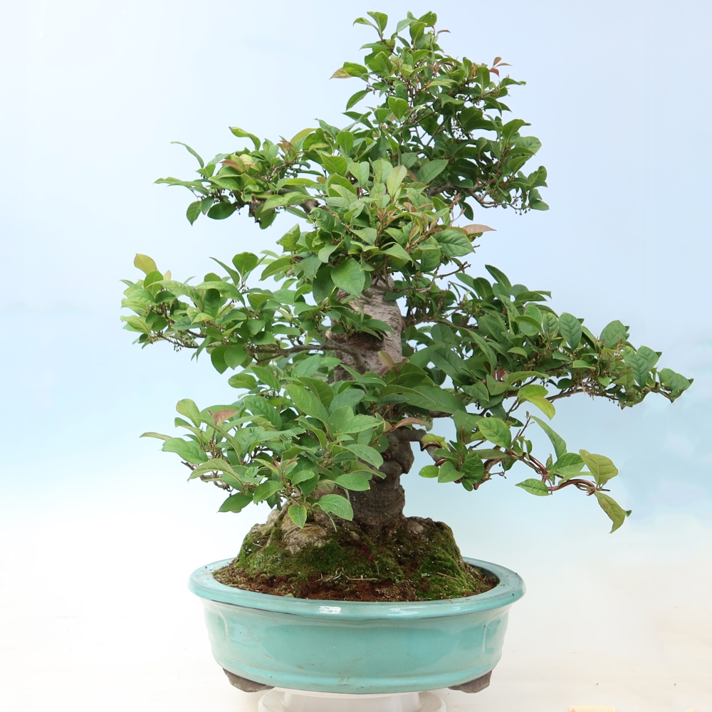 Bonsai voor buiten - Ilex serrata - zaagbladige hulst