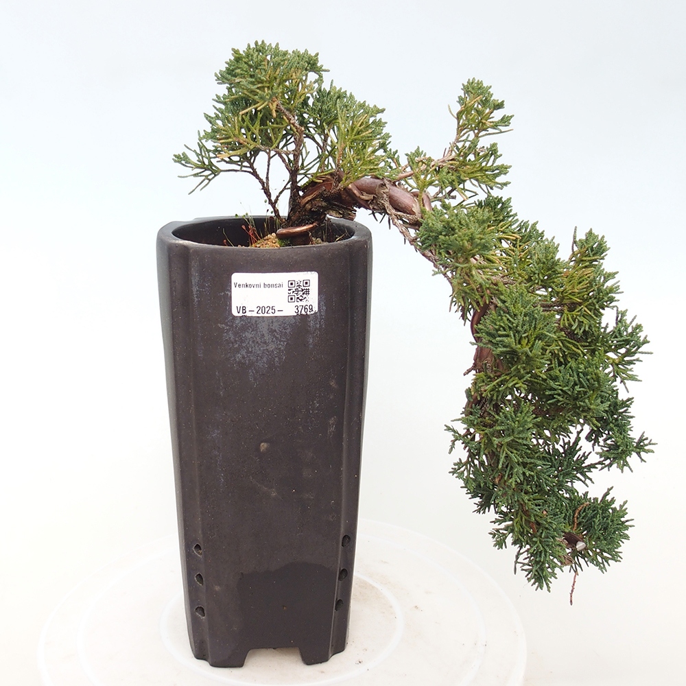 Bonsai voor buiten - Juniperus chinensis Kishu