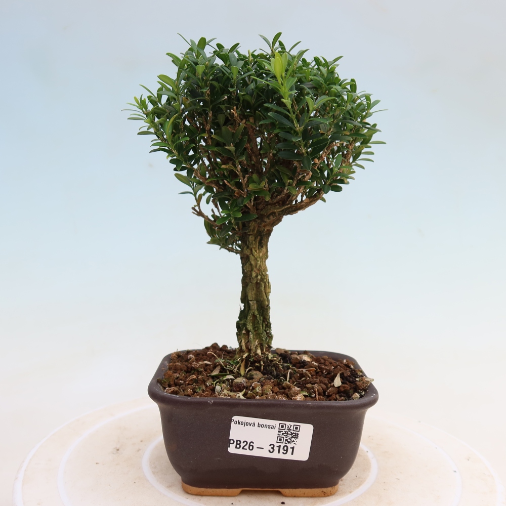 Kamerbonsai - Buxus harlandii - kurk buxus