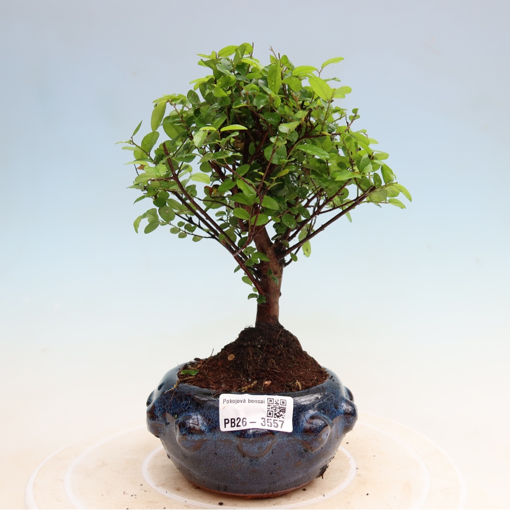 Kamerbonsai - Sageretia thea - Sageretia thea