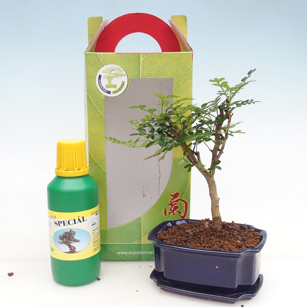 Kamerbonsai in geschenkverpakking Zantoxylum piperitum - Peperboom