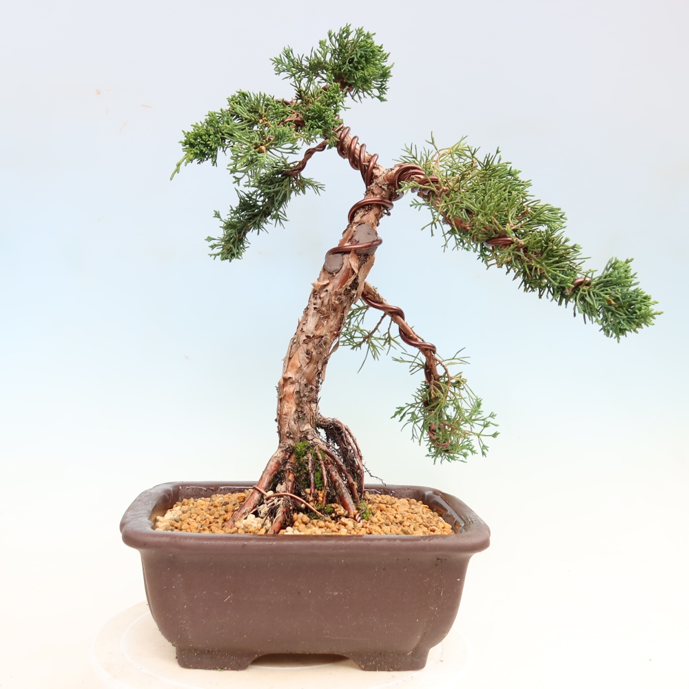 Bonsai voor buiten - Juniperus chinensis Kishu