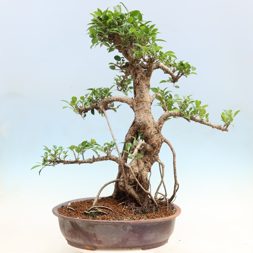 Kamerbonsai - Ficus kimmen - kleinbladige ficus