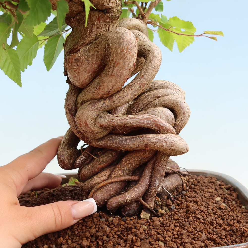 Bonsai voor buiten -Carpinus Coreana - Koreaanse haagbeuk