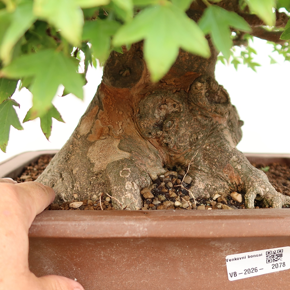 Bonsai voor buiten - Esdoorn Burger - Acer Burgerianum