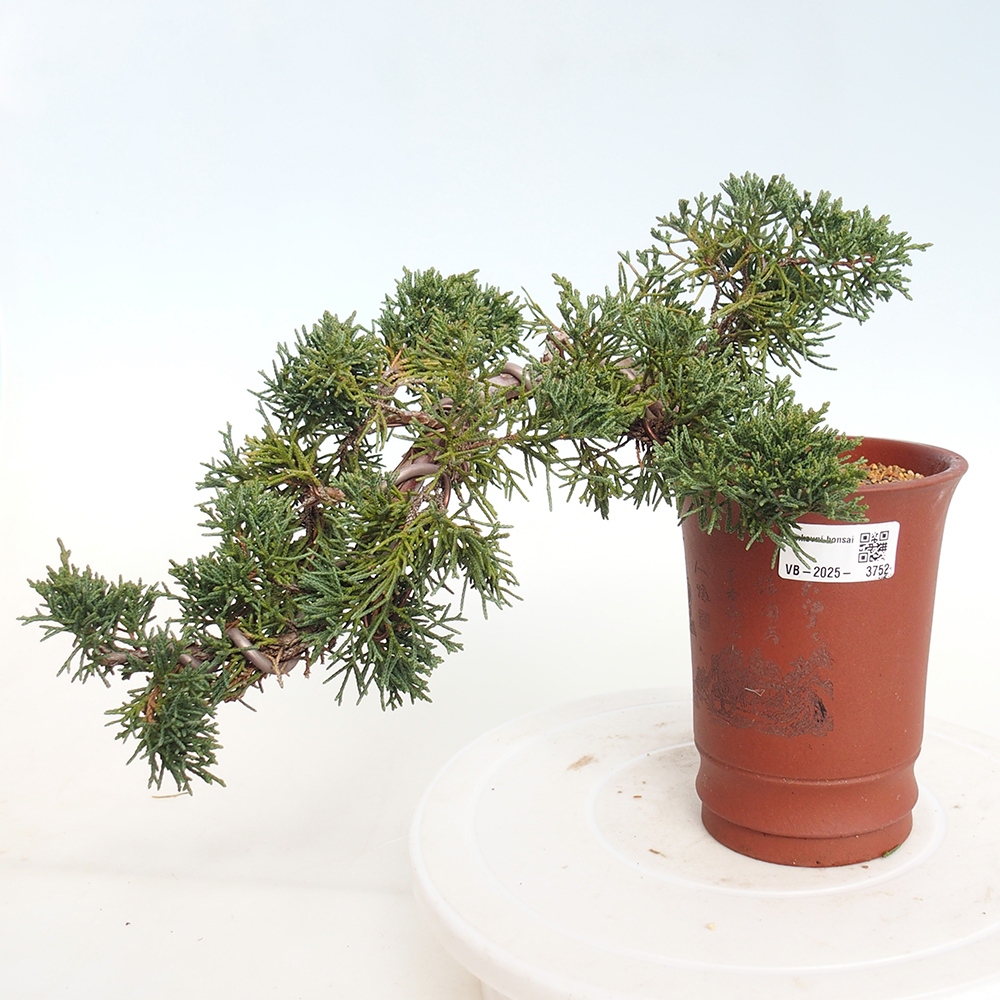 Bonsai voor buiten - Juniperus chinensis Kishu