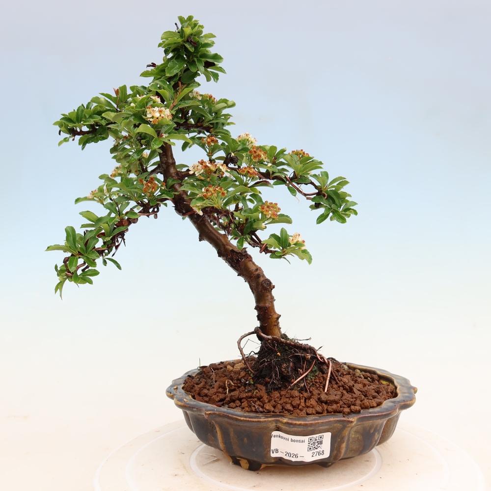 Buitenbonsai - Pyracantha teton - Vuurdoorn