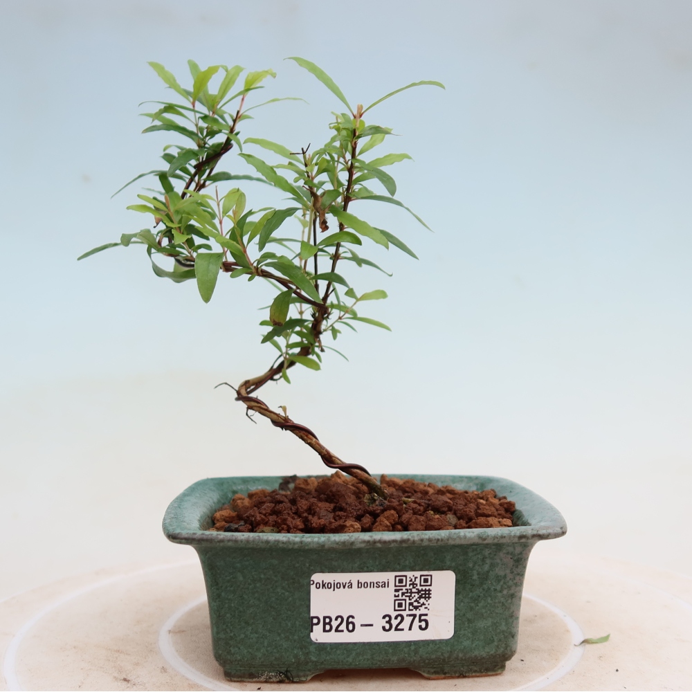 Kamerbonsai-PUNICA granatum nana-Granaatappel