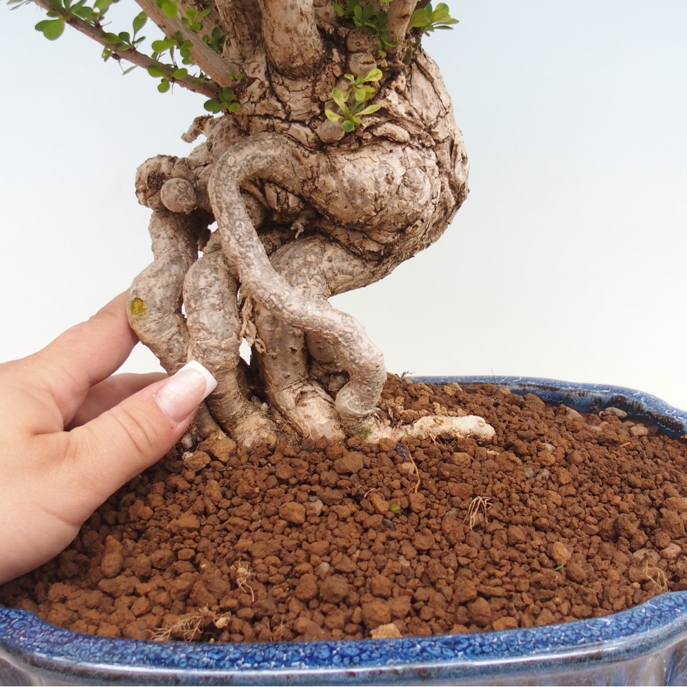 Bonsai voor buiten - Berberis coreana