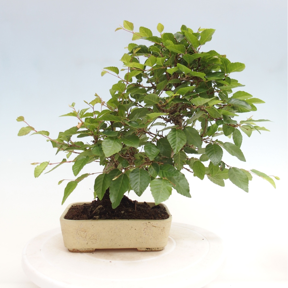 Bonsai voor buiten -Carpinus CARPINOIDES - Koreaanse haagbeuk