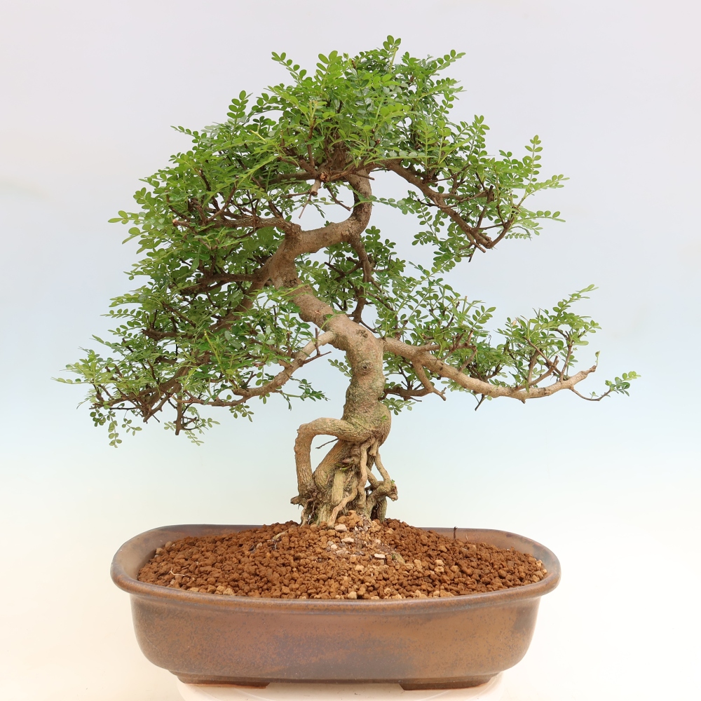 Kamerbonsai - Zantoxylum piperitum - peperboom