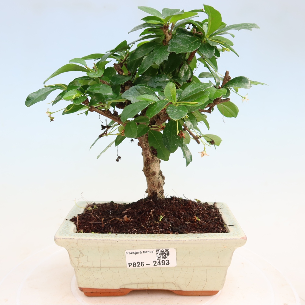 Kamerbonsai - Carmona macrophylla - Thee fuki