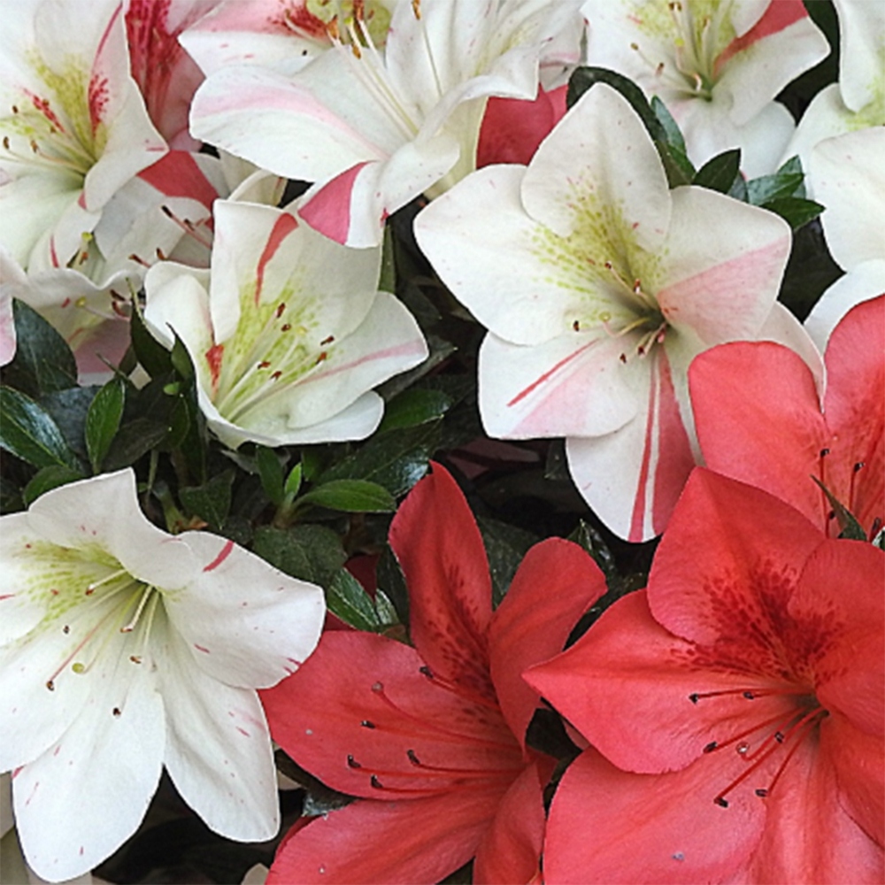 Bonsai voor buiten - Japanse Azalea - Azalea Saishun