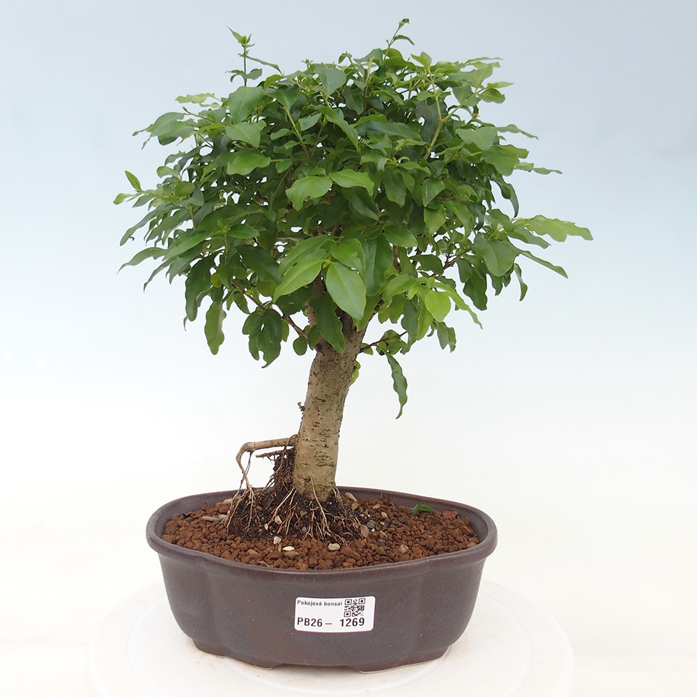 Kamerbonsai -Ligustrum chinensis - Vogelsnavel