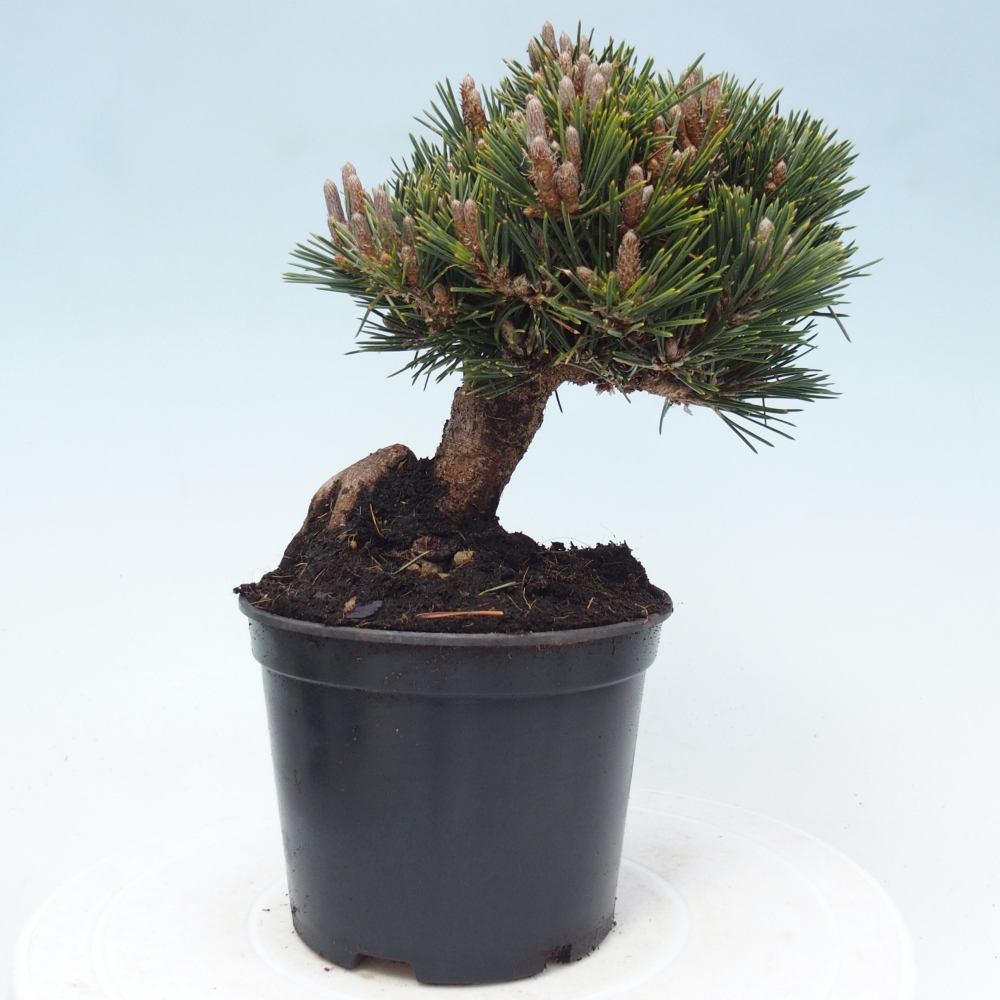 Bonsai voor buiten - Pinus thunbergii senjyumaru - Thunberg den