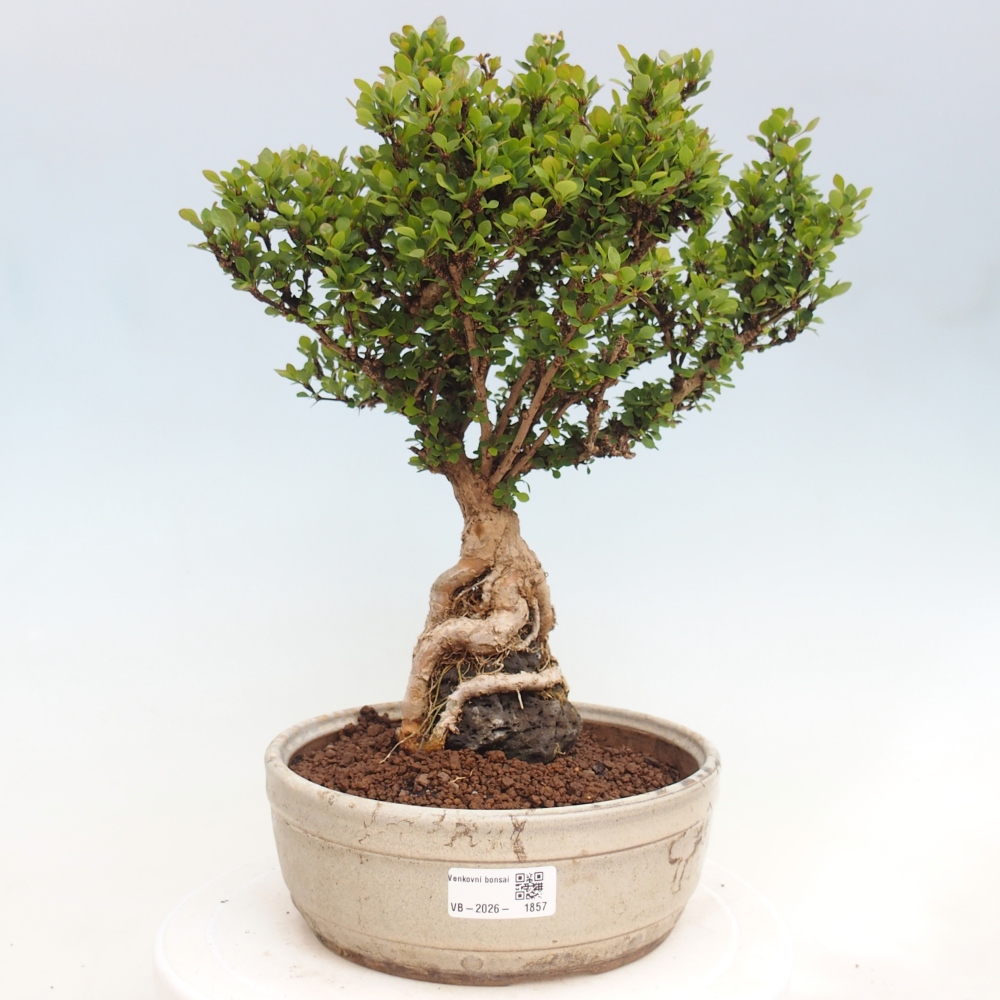 Bonsai voor buiten - Berberis coreana