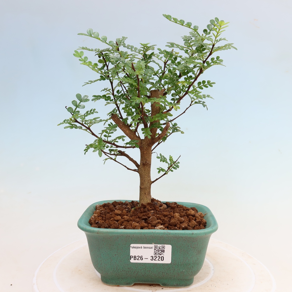 Kamerbonsai - Zantoxylum piperitum - peperboom