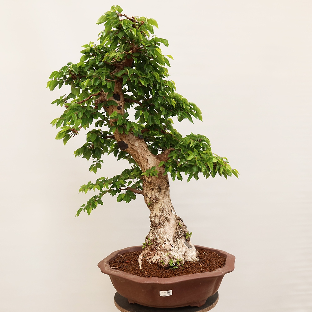 Bonsai voor buiten -Carpinus Coreana - Koreaanse haagbeuk