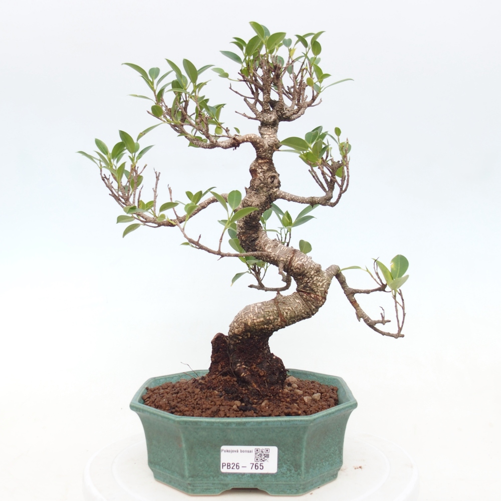 Kamerbonsai - Ficus retusa - kleinbladige ficus