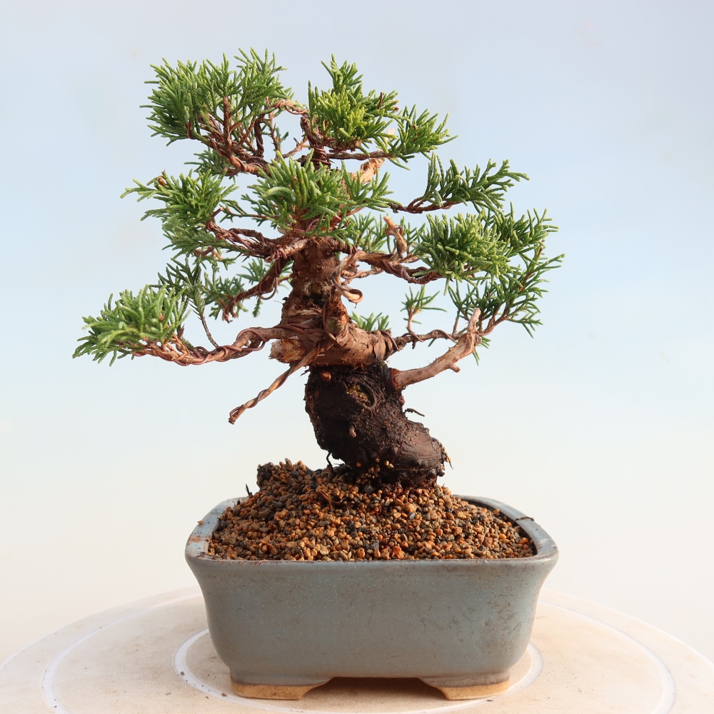 Bonsai voor buiten - Juniperus chinensis Itoigawa