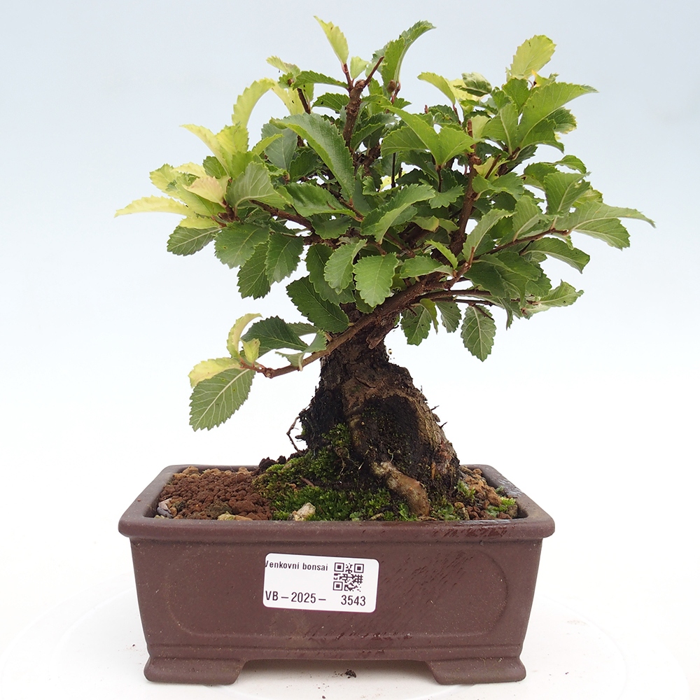Bonsai voor buiten - Zelkova - Zelkova NIRE