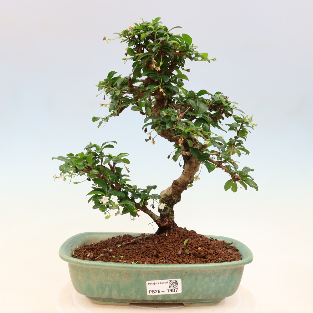 Kamerbonsai - Carmona macrophylla - Thee fuki