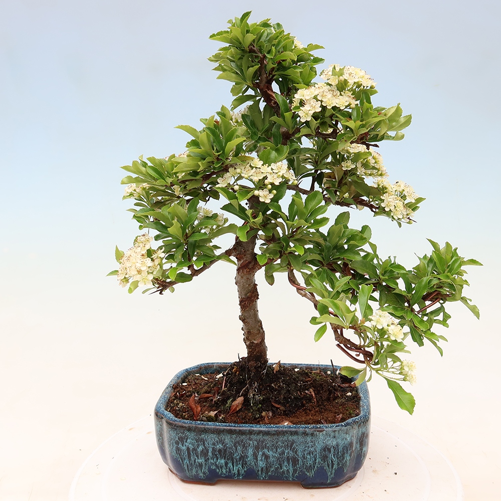 Buitenbonsai - Pyracantha teton - Vuurdoorn