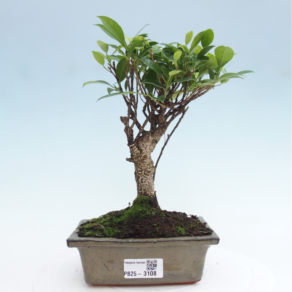 Kamerbonsai - Ficus retusa - kleinbladige ficus