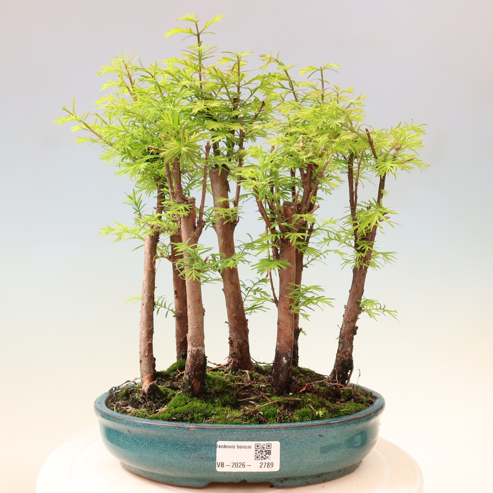 Buitenbonsai - Metasequoia glyptostroboides - Chinese metasequoia - bosje