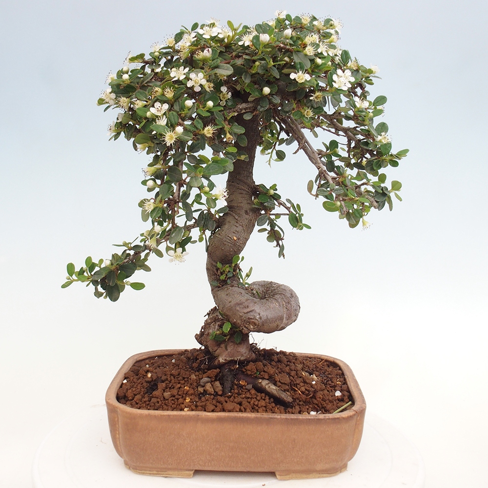 Buitenbonsai-Cotoneaster dammeri - Damer's Rock