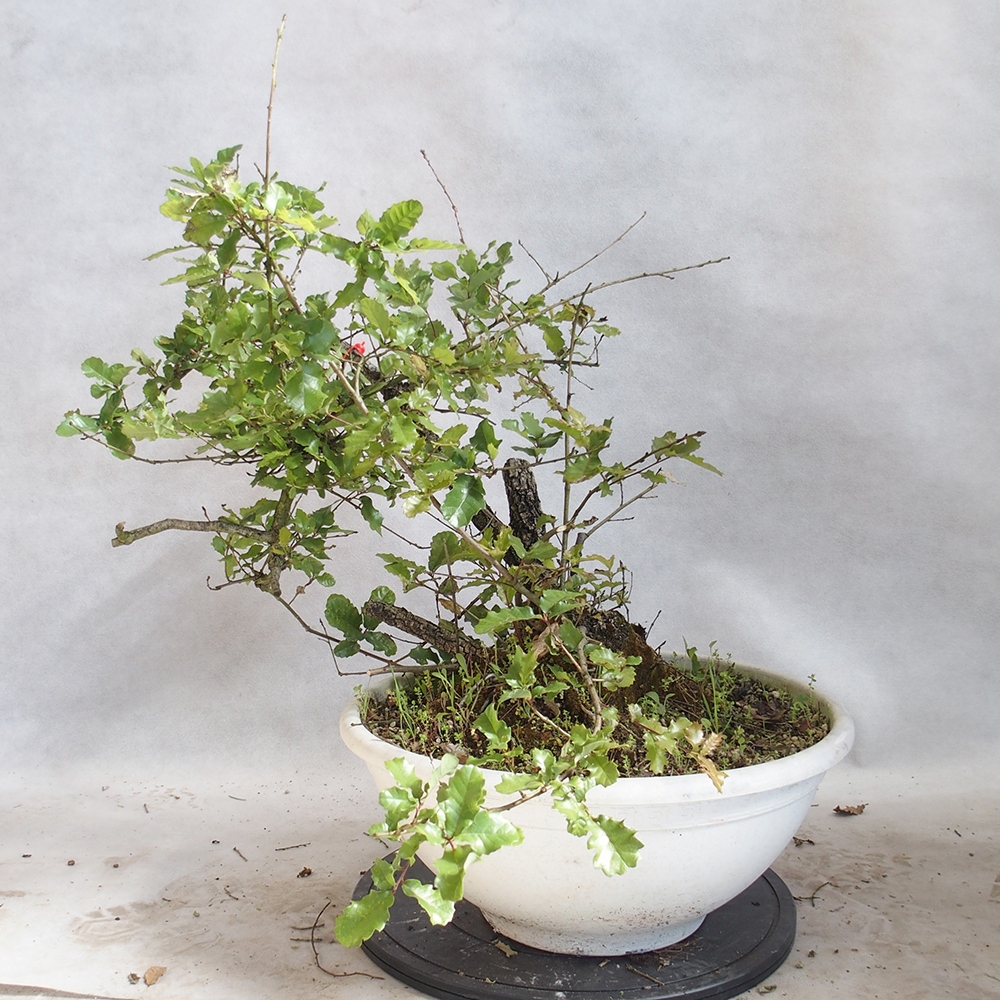 Buiten bonsai Quercus Cerris - Eik Cer