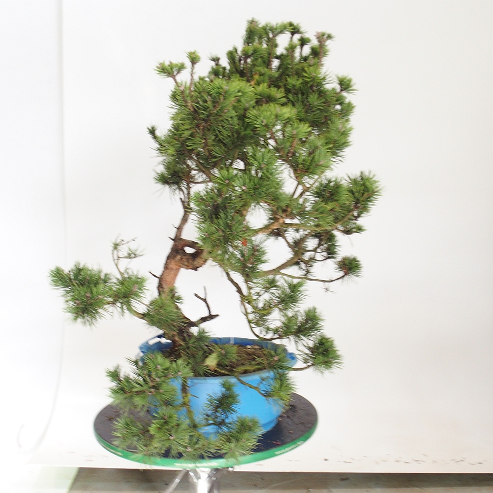 Yamadori - Pinus sylvestris Spanje