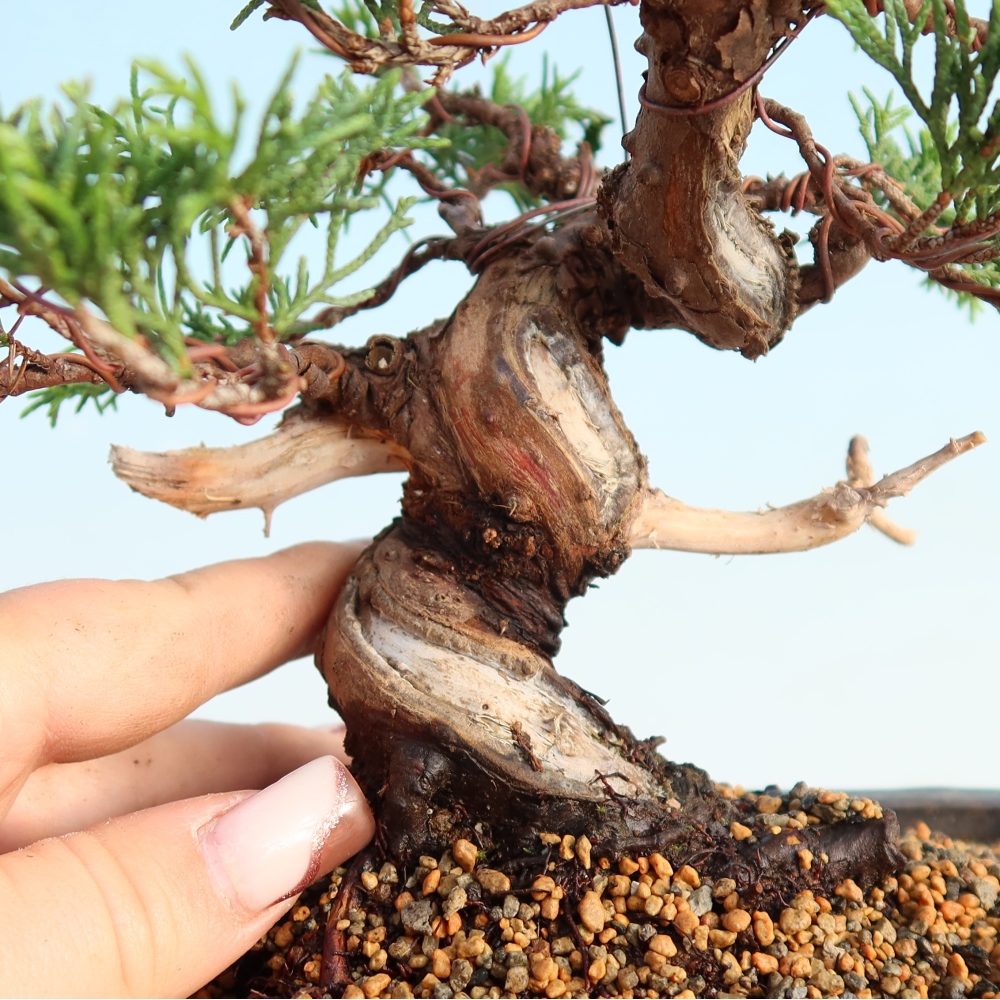 Bonsai voor buiten - Juniperus chinensis Itoigawa