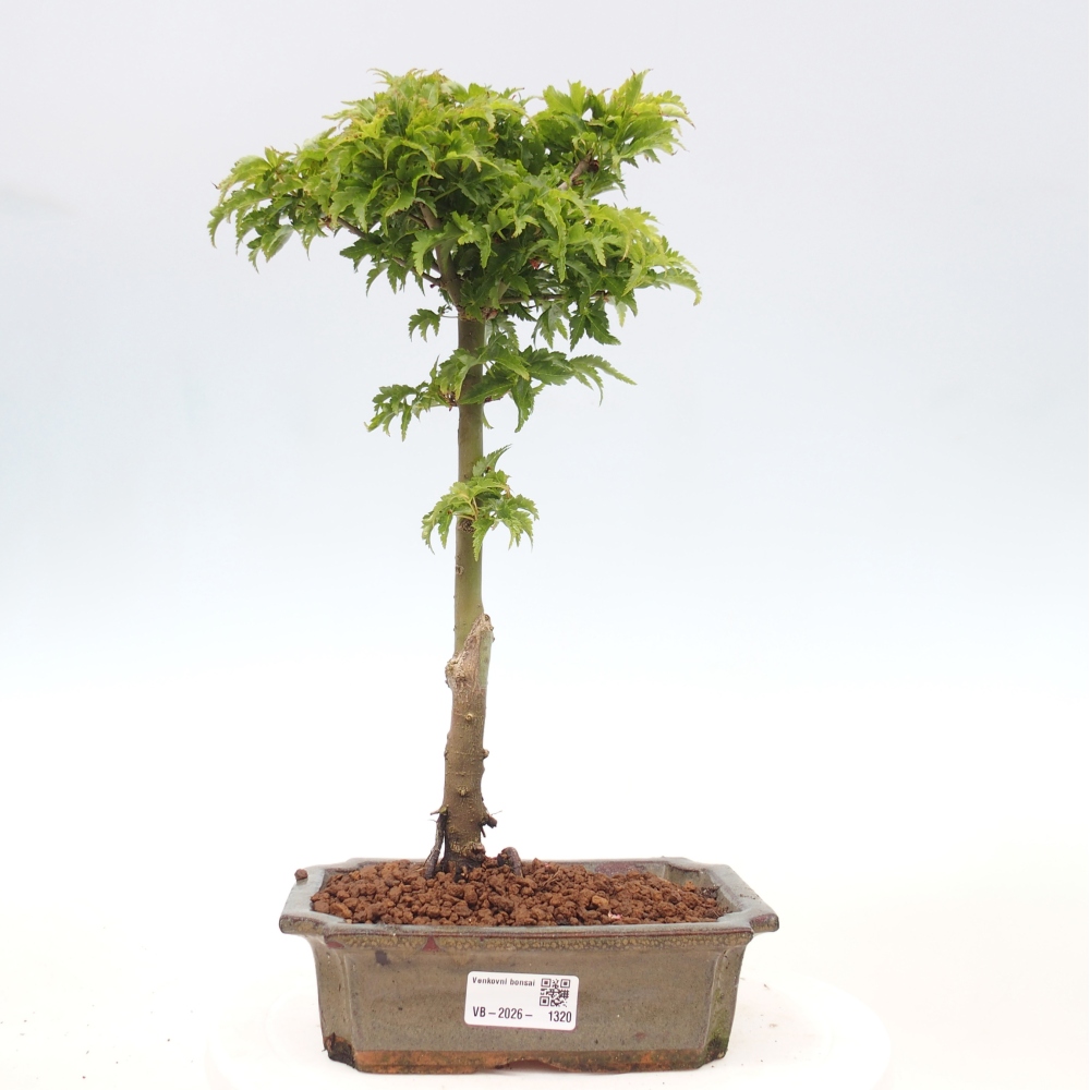 Bonsai voor buiten -Javor palm Acer palmatum Shishigashira
