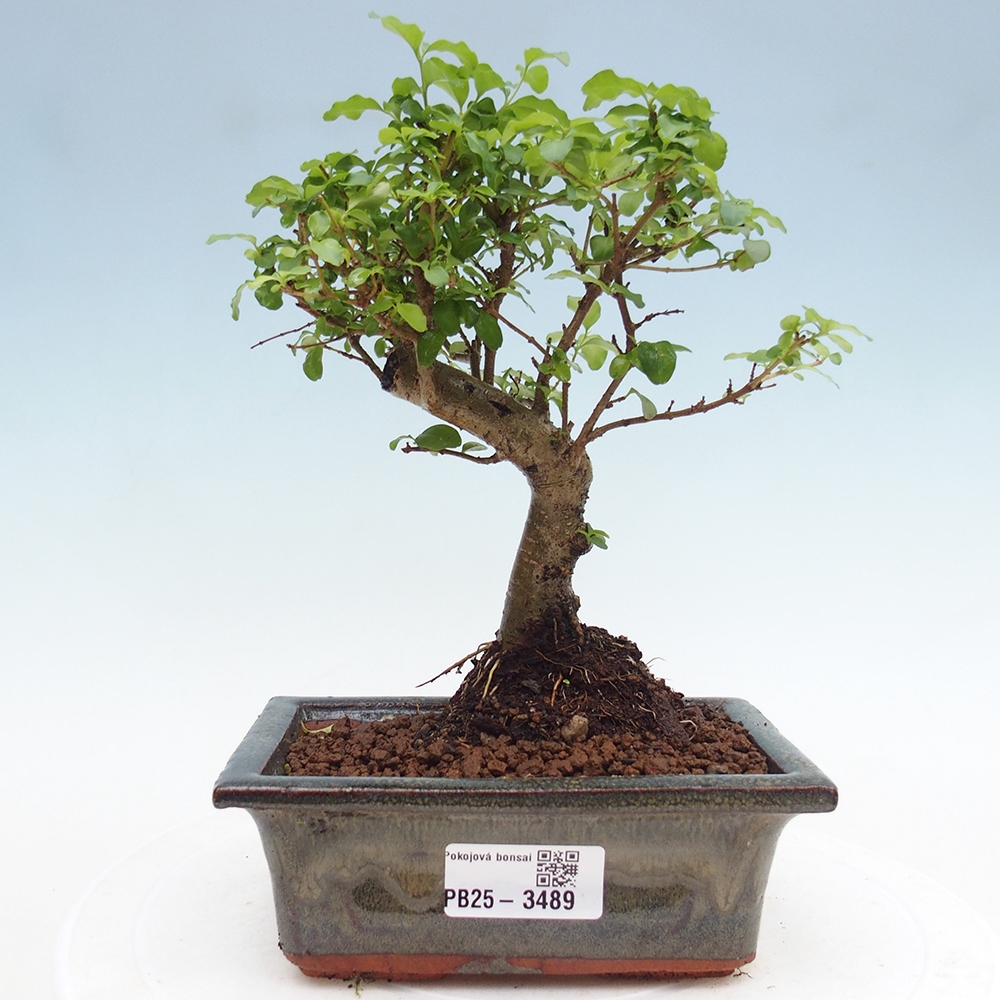 Kamerbonsai -Ligustrum chinensis - Vogelsnavel