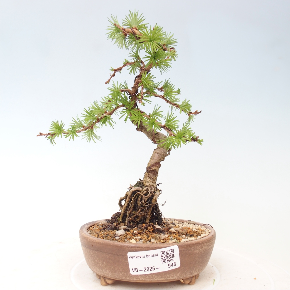 Bonsai voor buiten - Larix Kaempferi - Japanse lariks