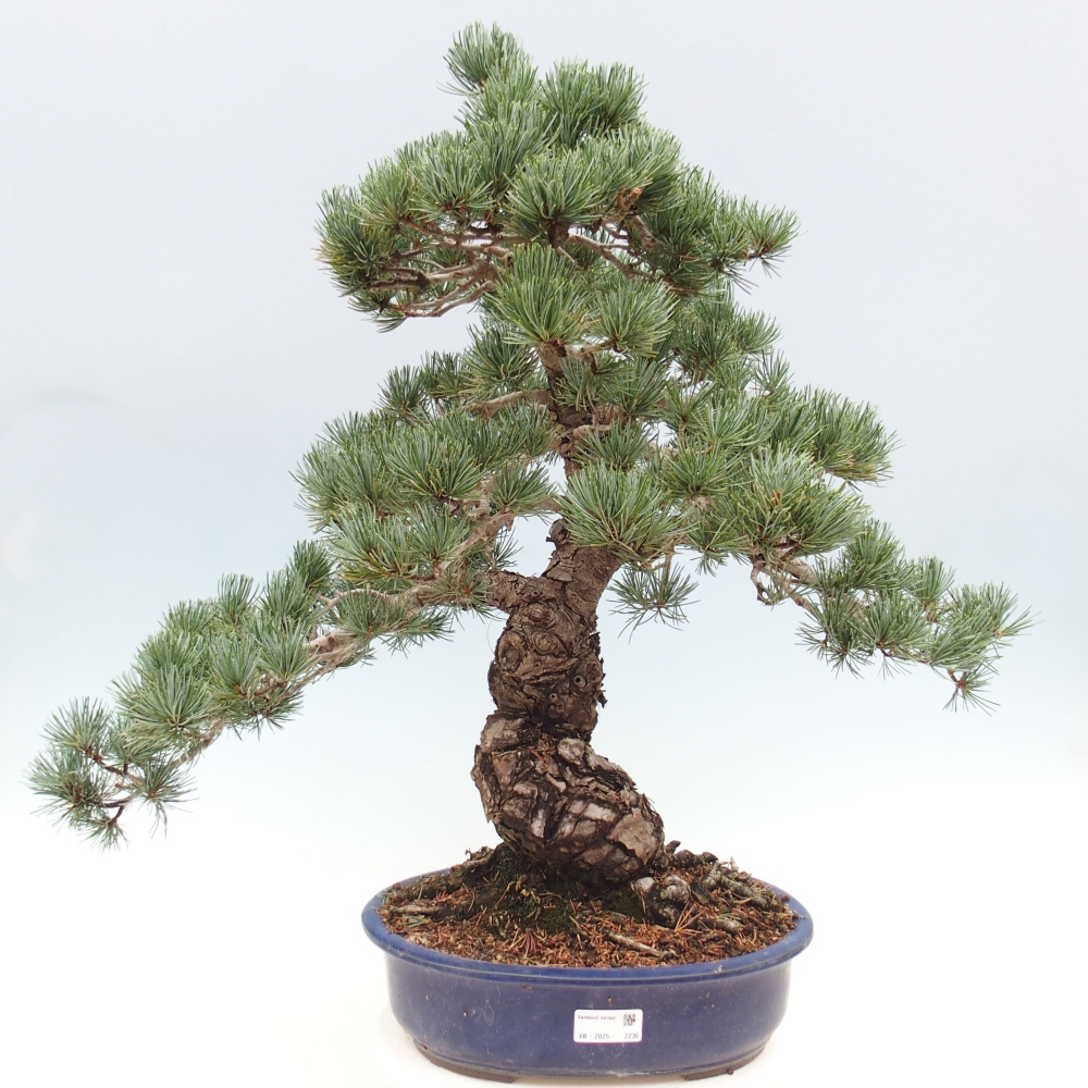 Bonsai voor buiten - Pinus parviflora - Pinus parviflora