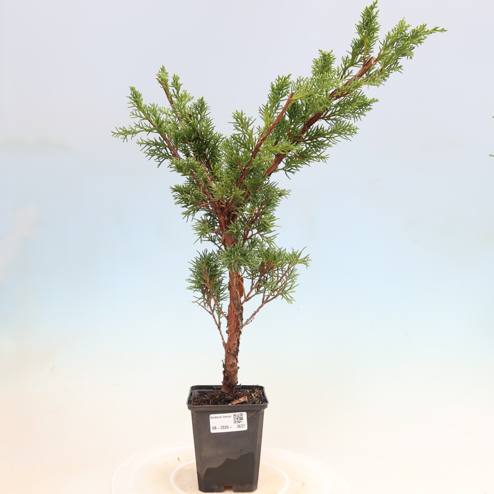 Bonsai voor buiten - Juniperus chinensis Kishu
