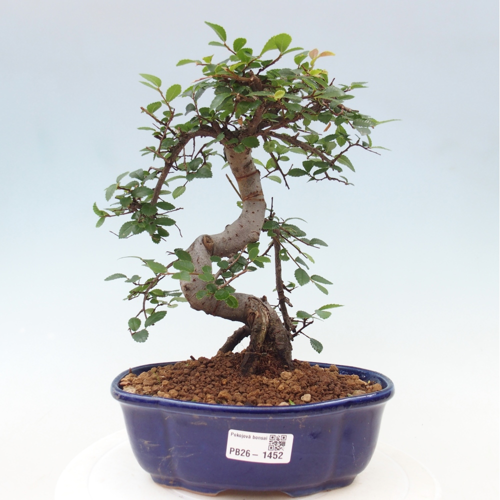 Kamerbonsai - Ulmus parvifolia - Winteriep