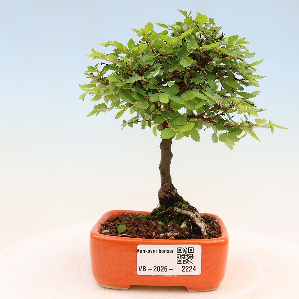 Bonsai voor buiten - Ulmus parvifolia Sagei - Kleinbladige iep