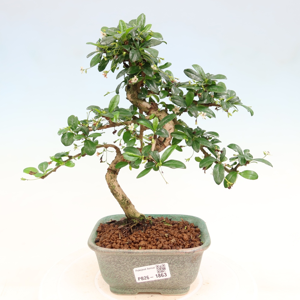 Kamerbonsai - Carmona macrophylla - Thee fuki