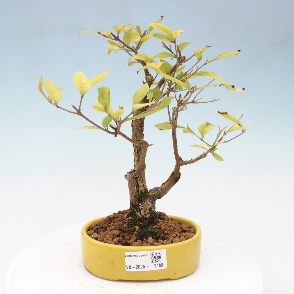 Bonsai voor buiten - Callicarpa japonica