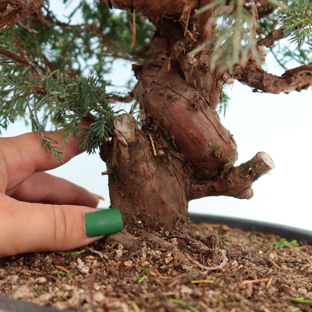 Bonsai voor buiten - Juniperus chinensis Itoigawa-Juniperus chinensis