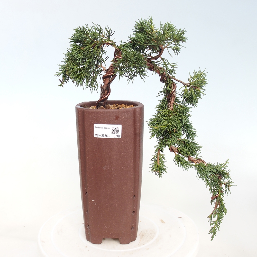 Bonsai voor buiten - Juniperus chinensis Kishu