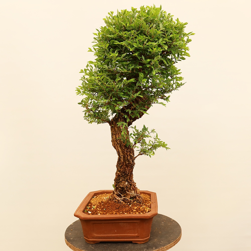 Bonsai voor buiten - Zelkova - Zelkova NIRE