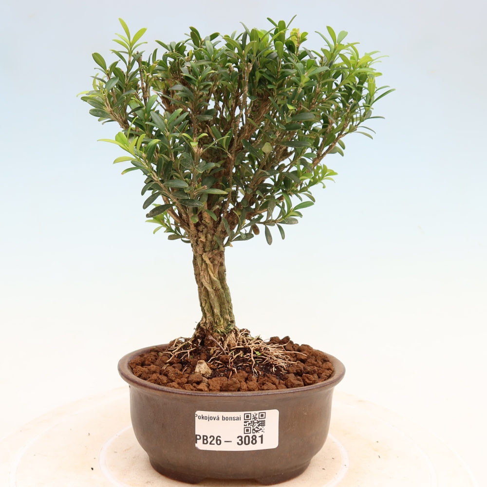 Kamerbonsai - Buxus harlandii - kurk buxus